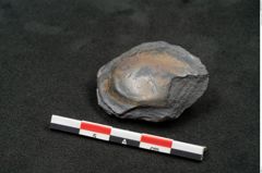 Foto (Seitenansicht) von Cardiocarpus sp.  (NHMW-GEO-2024-0188-11146)